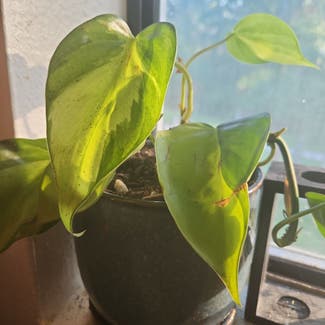 Philodendron Brasil plant in Grants Pass, Oregon