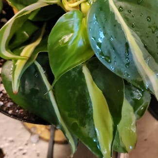 Philodendron Brasil plant in Grants Pass, Oregon