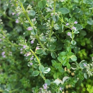 Large Thyme plant in Grants Pass, Oregon