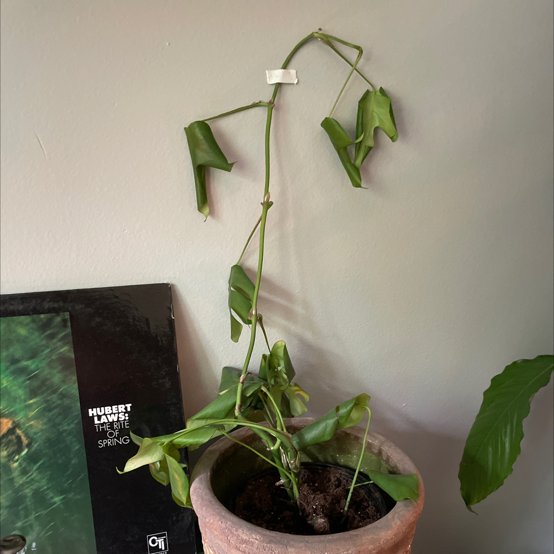 Monstera plant photo by @kyle.mrtn named boy on Greg, the plant care app.