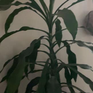 Cornstalk Dracaena plant in Somewhere on Earth