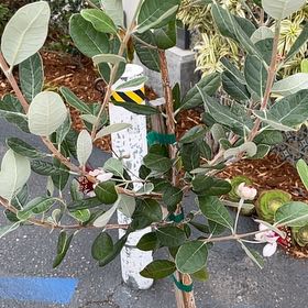 Feijoa uploaded to the Greg plant app by @eag1ize