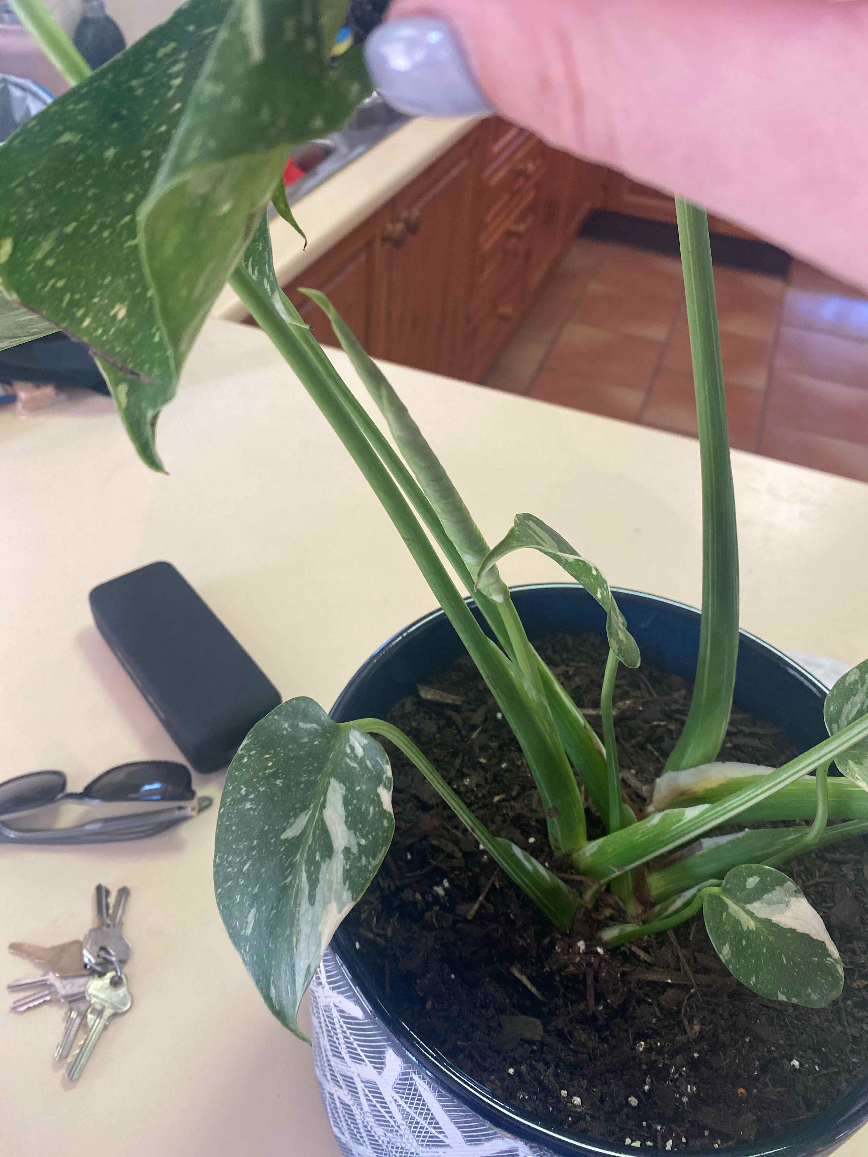 Thai Constellation Monstera plant in a pot with visible soil and a hand holding a leaf.