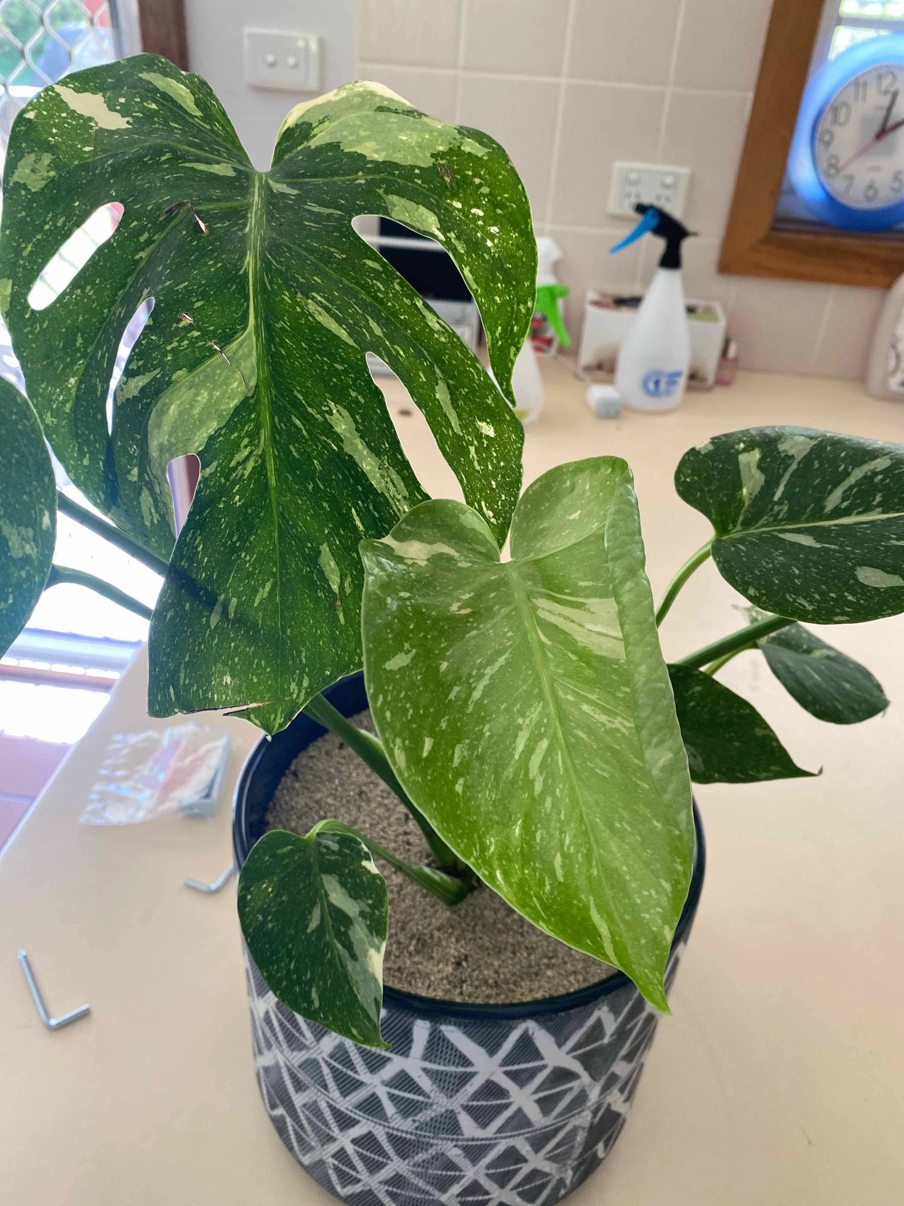 Thai Constellation Monstera plant in a pot with variegated leaves.