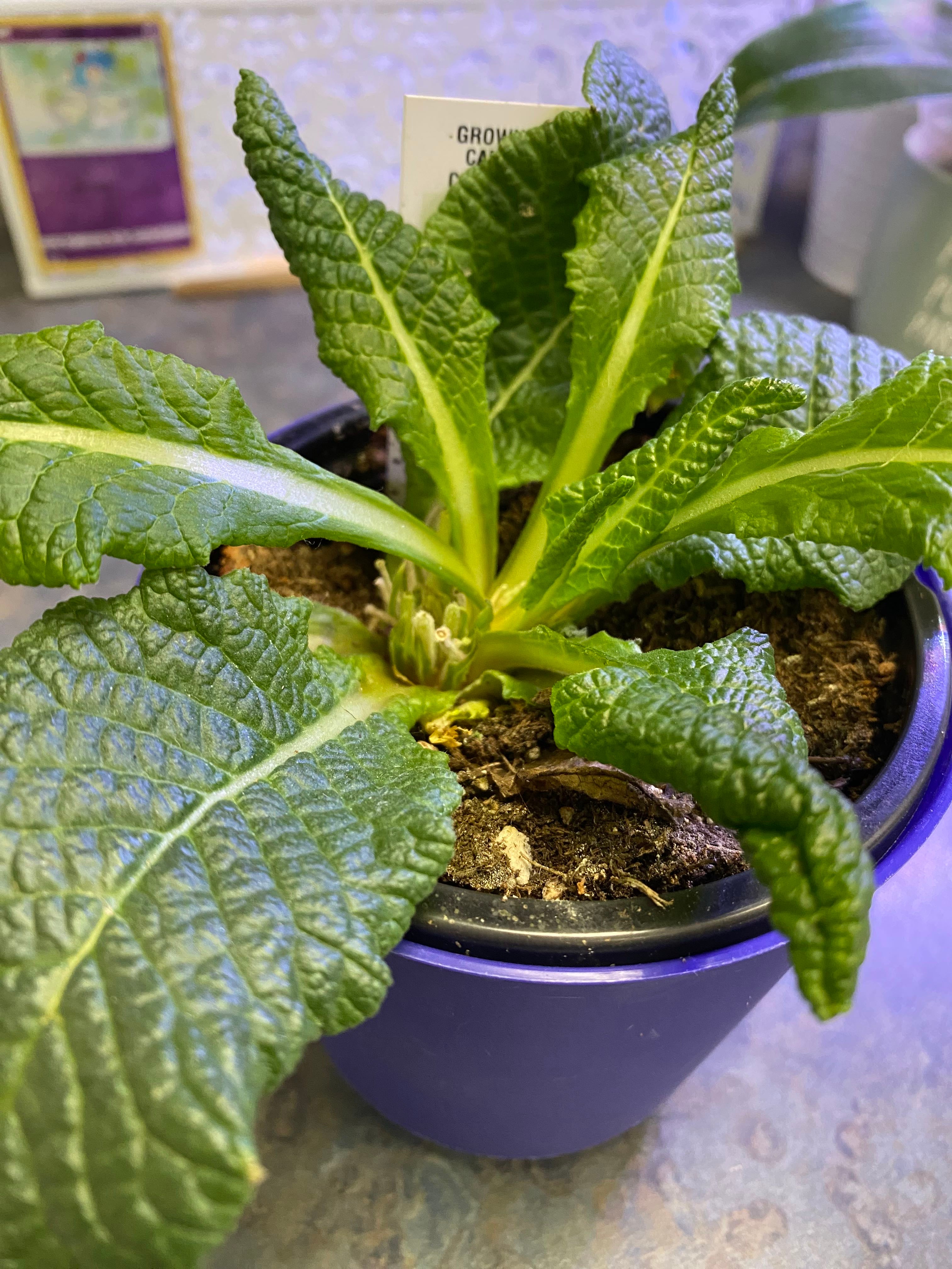 How to Care for Double Primrose Mastering Water, Sunlight & More