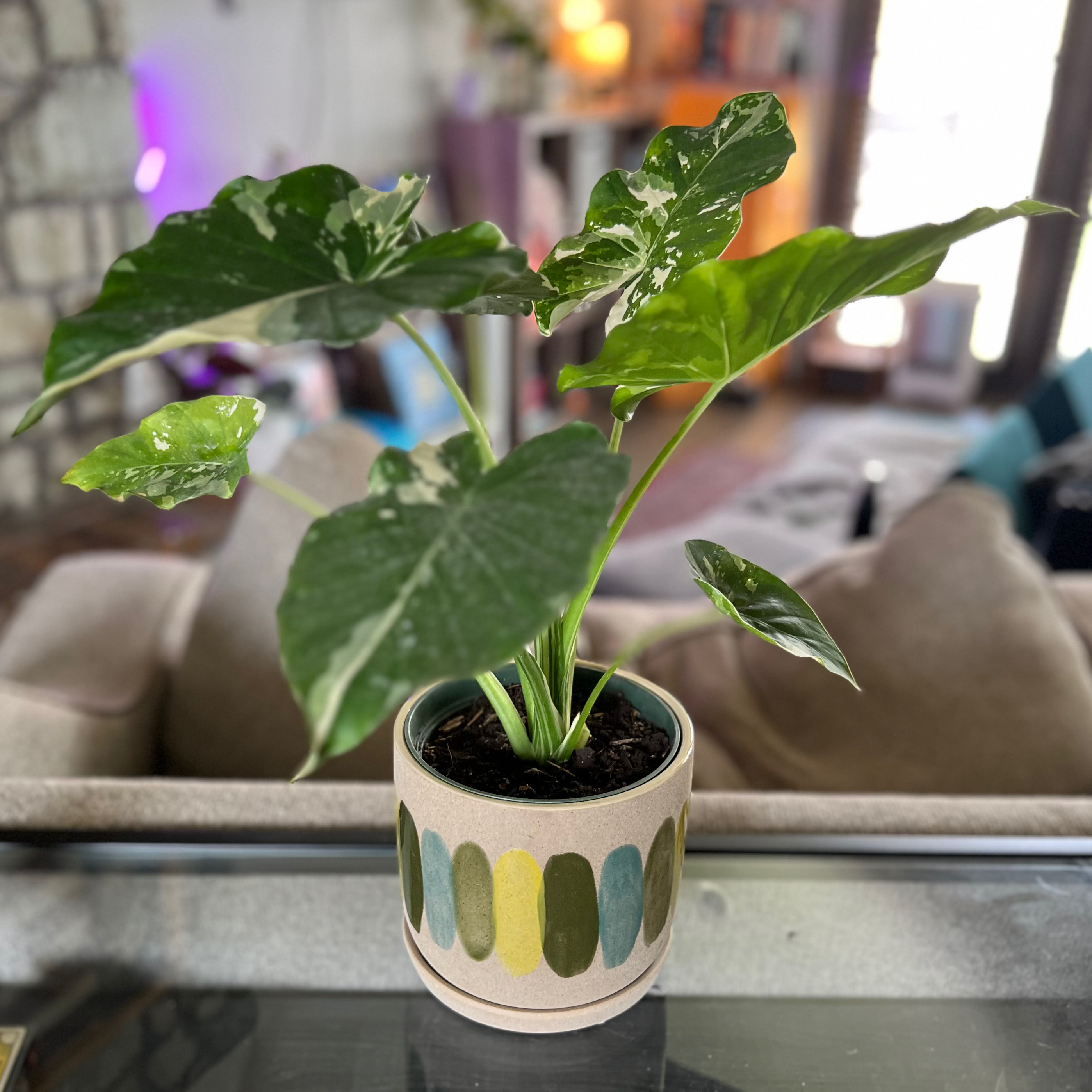 Variegated Alocasia plant in a decorative pot, placed on a glass table in a living room.