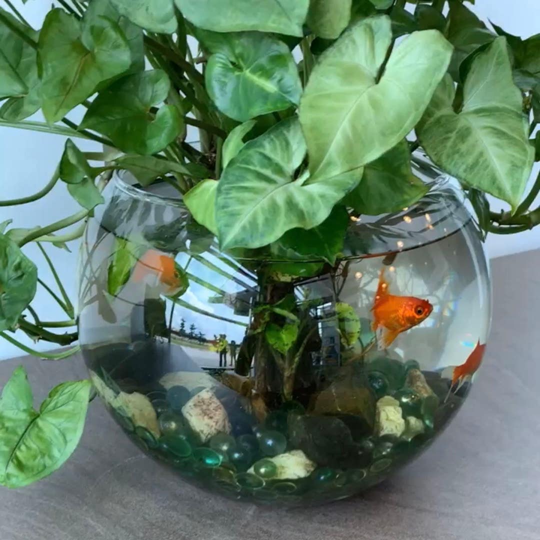 Has anyone done a plant in a fish bowl?