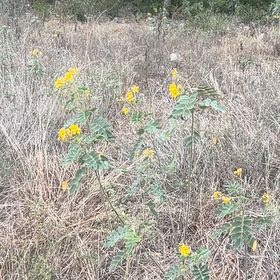 Photo of the plant species African Senna by @PrizedBulrush named Sol on Greg, the plant care app