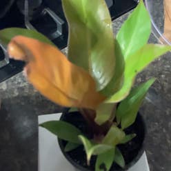 Philodendron Prince of Orange plant