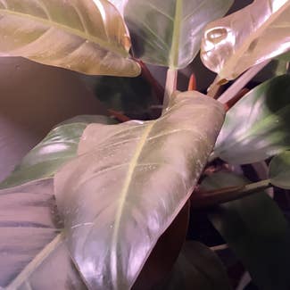 Blushing Philodendron plant in Tiffin, Ohio