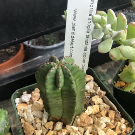 Photo of the plant species Spiny Milk Barrel by @WarmKawakawa named Athena on Greg, the plant care app