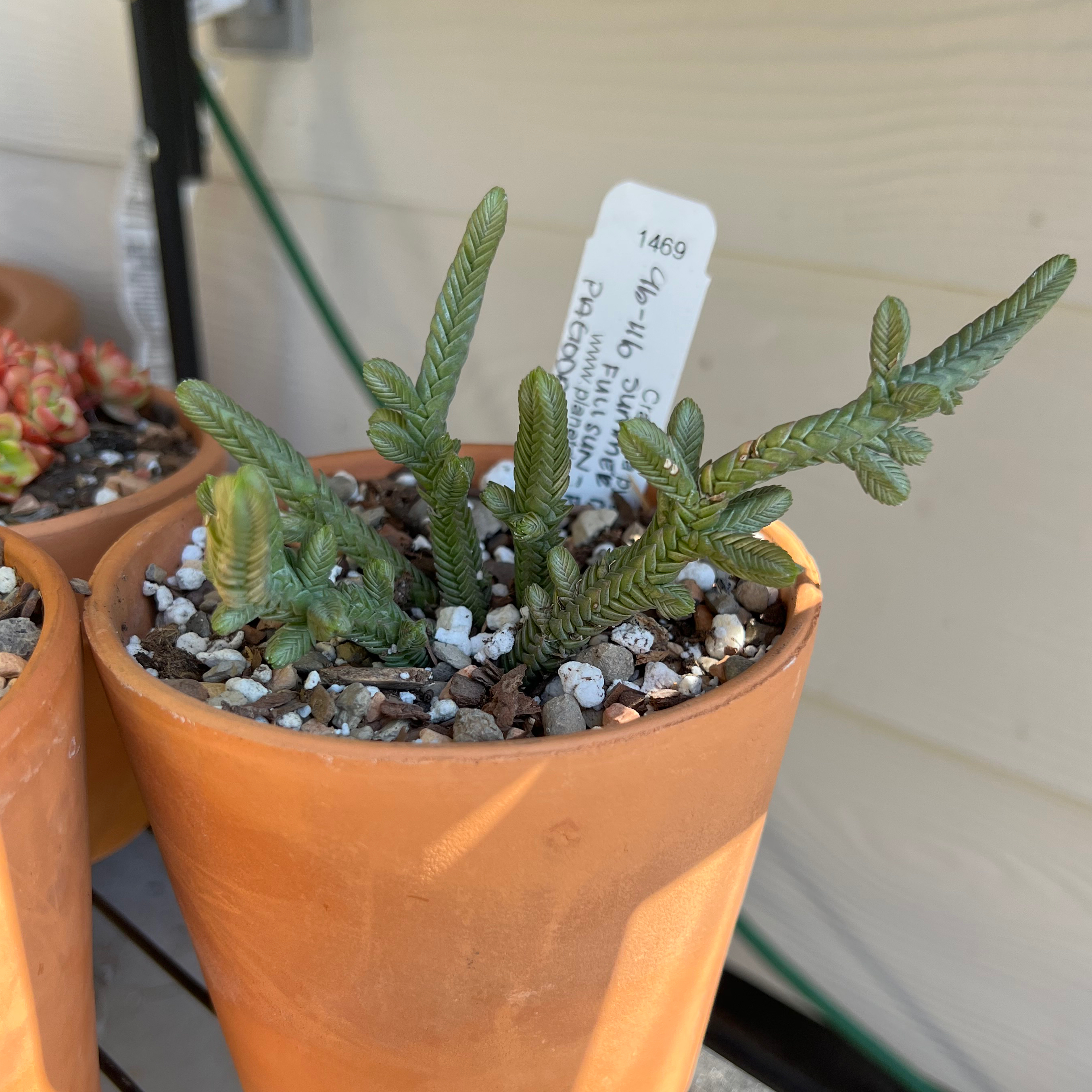 Pagoda Mini Jade plant in a terracotta pot with visible soil and healthy green leaves.