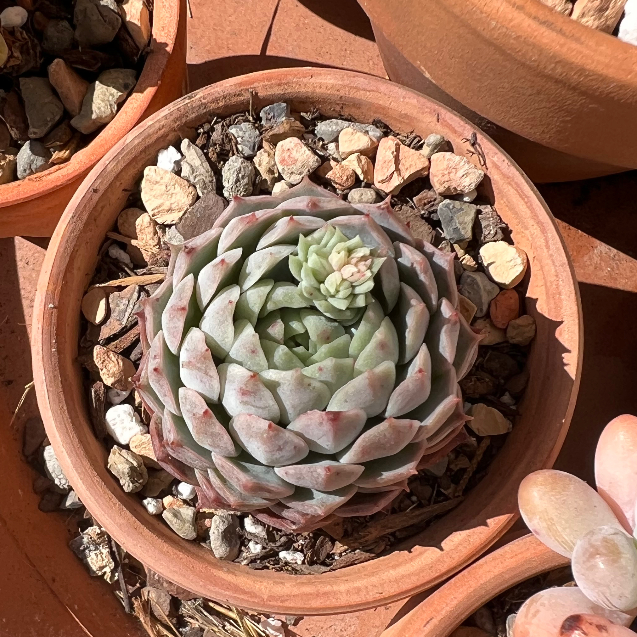 Photo of the plant species echeveria 'Red Hole' by @WinSnowpeas named Forrest on Greg, the plant care app