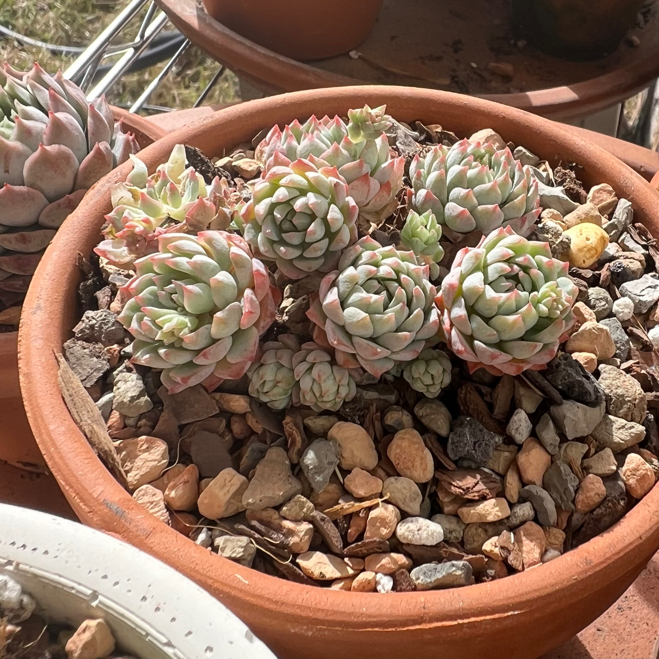Photo of the plant species echeveria 'Red Hole' by @WinSnowpeas named Sahara on Greg, the plant care app