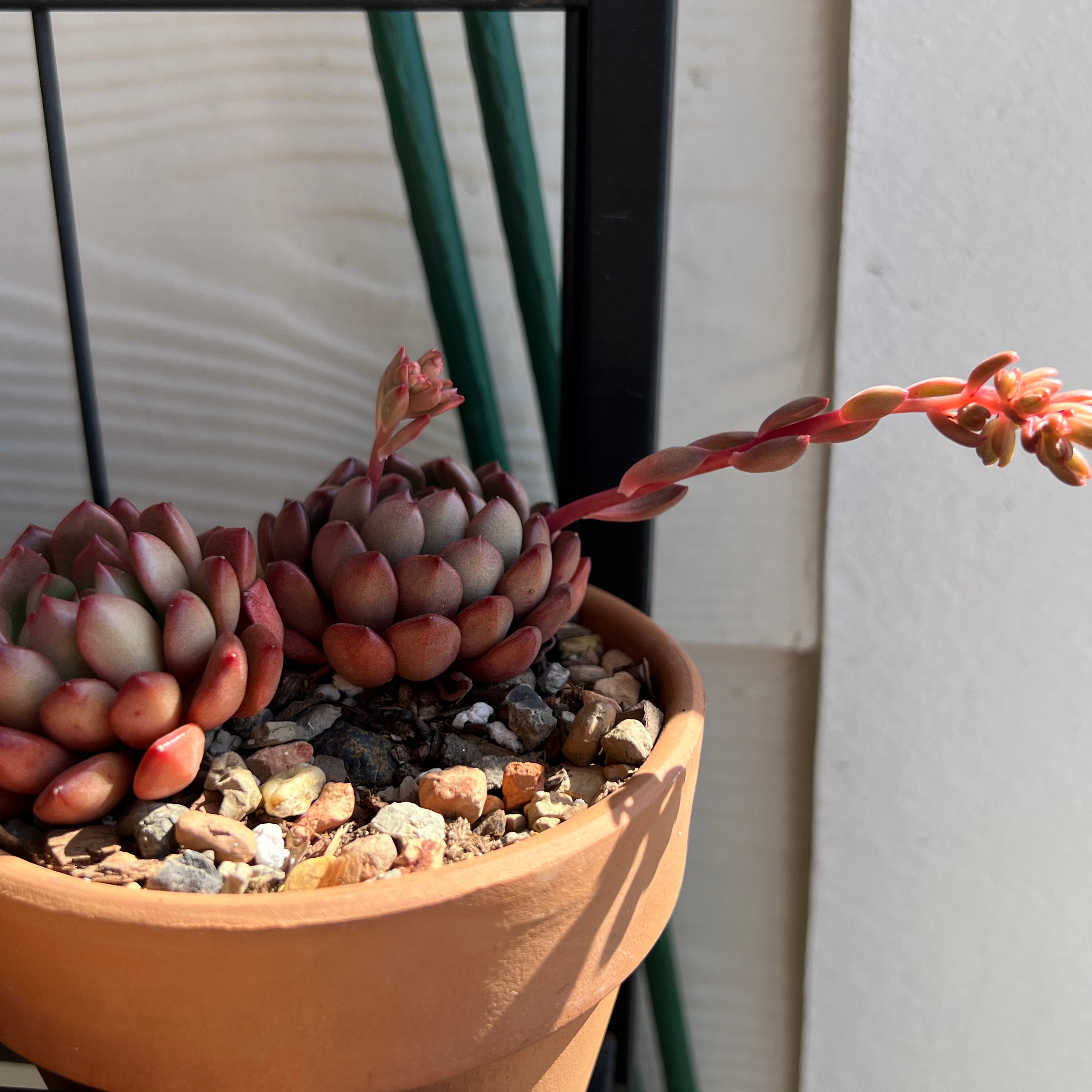 Photo of the plant species Pink Ruby Echeveria by @WinSnowpeas named Darling on Greg, the plant care app