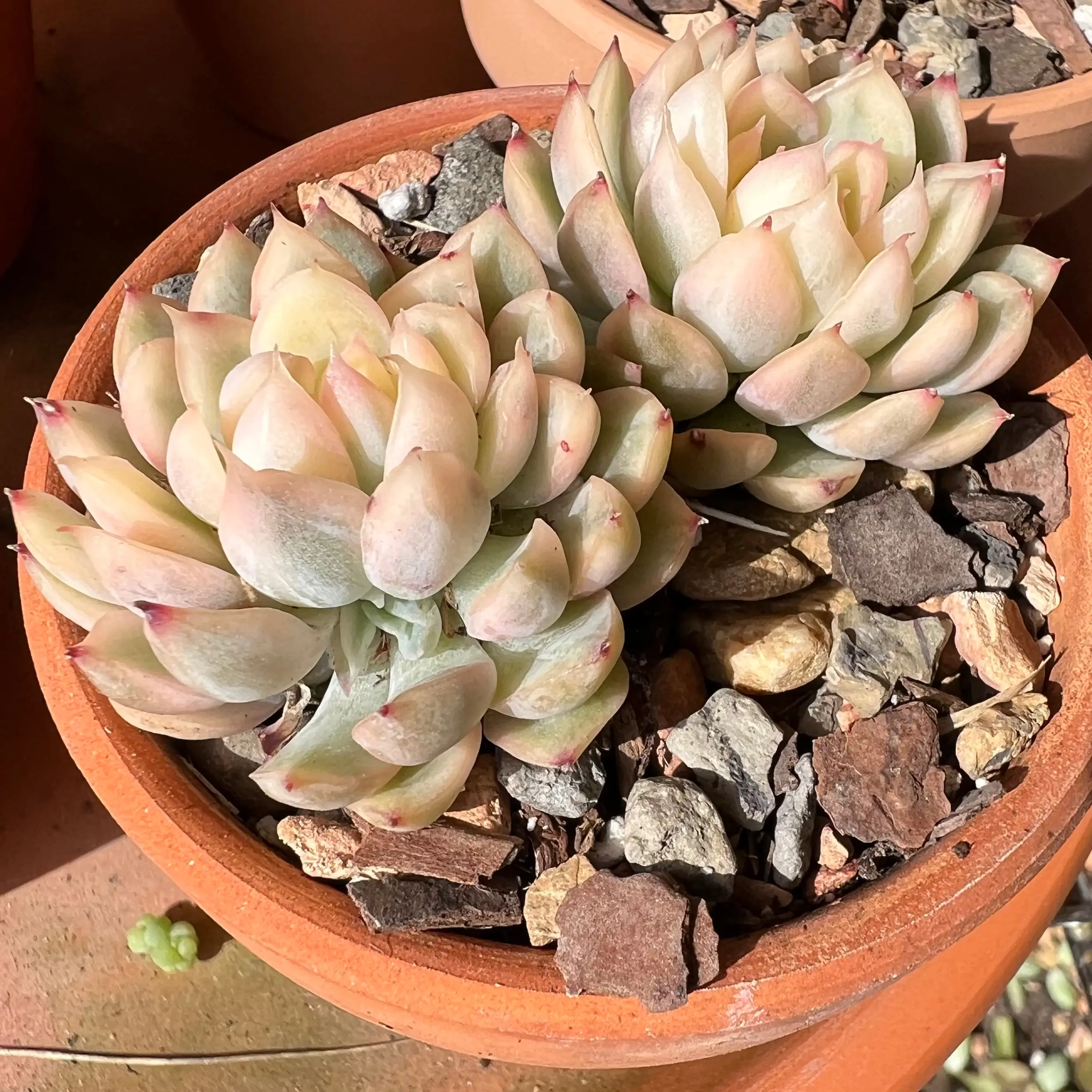 Photo of the plant species Echeveria mebina by @WinSnowpeas named Dragoon on Greg, the plant care app
