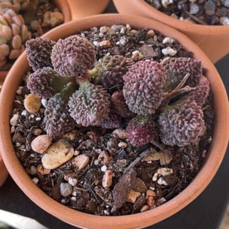 Photo of the plant species Adromischus Herrei by Winsnowpeas named Sproutacus on Greg, the plant care app