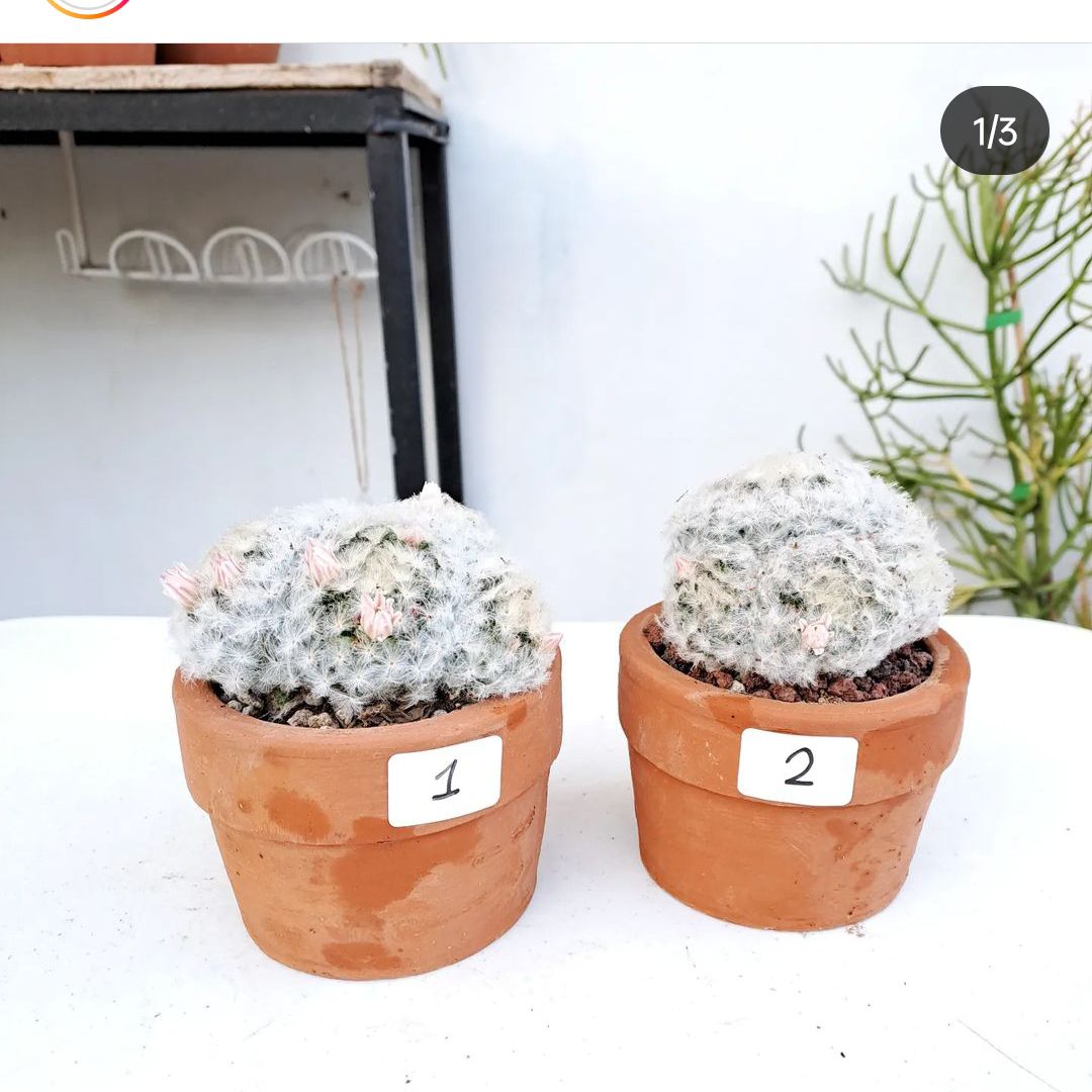 Photo of the plant species Mammillaria schwarzii by @NobleTomato named Diana on Greg, the plant care app