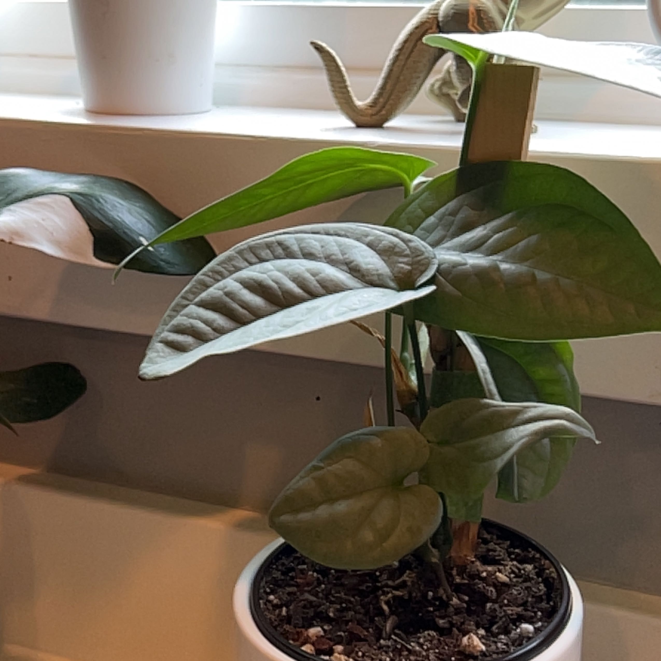 Potted Amydrium 'Spider Man' plant with broad, dark green leaves. Soil is visible.