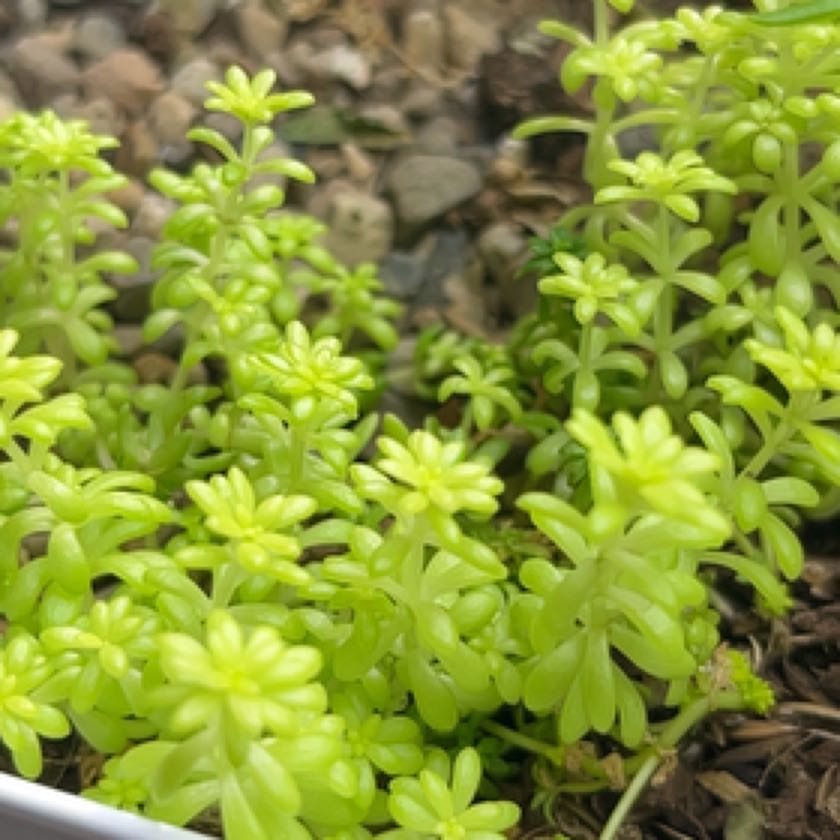 Photo of the plant species Goldmoss Stonecrop by @VipCurrytree named Gregarious on Greg, the plant care app