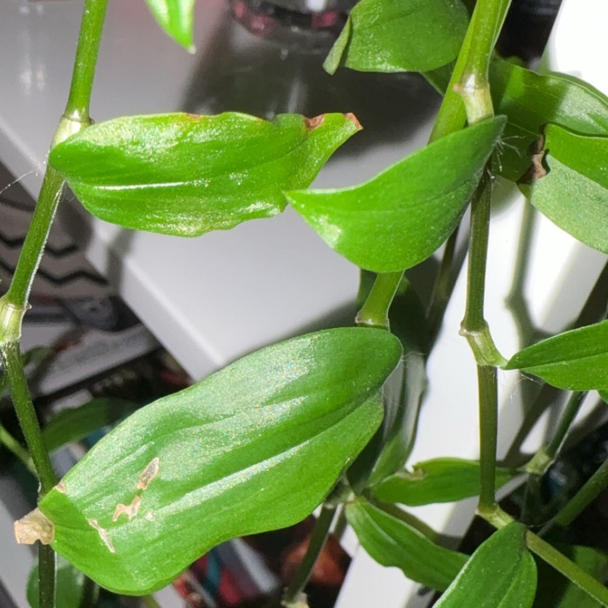 Photo of the plant species Tradescantia by @JollySeaoats named Nithin on Greg, the plant care app