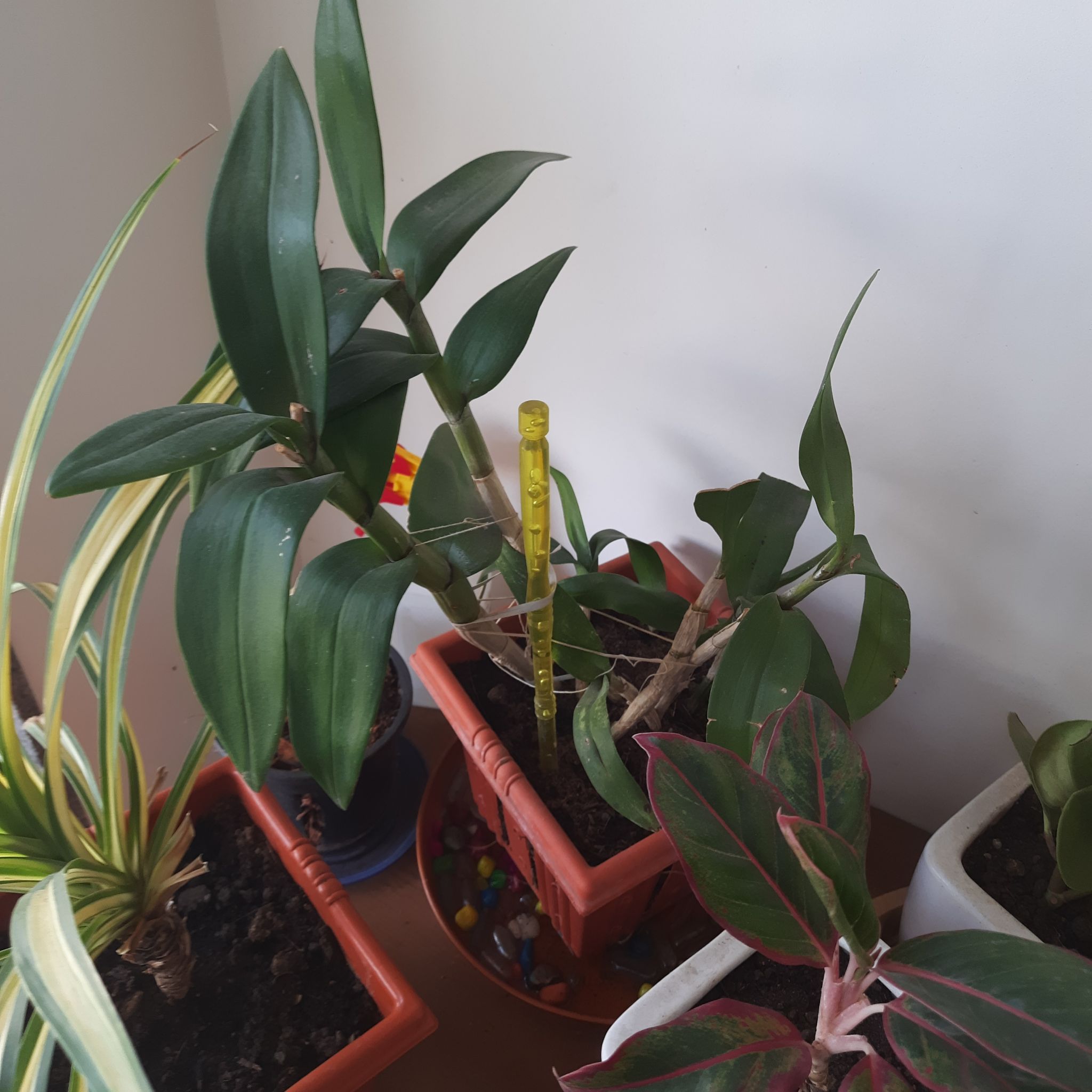 Orchid