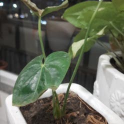 Anthurium 'Queen of Hearts' plant