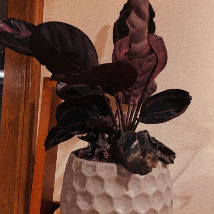 Photo of the plant species Calthea Red Mojo by @izzieplants named queeny on Greg, the plant care app
