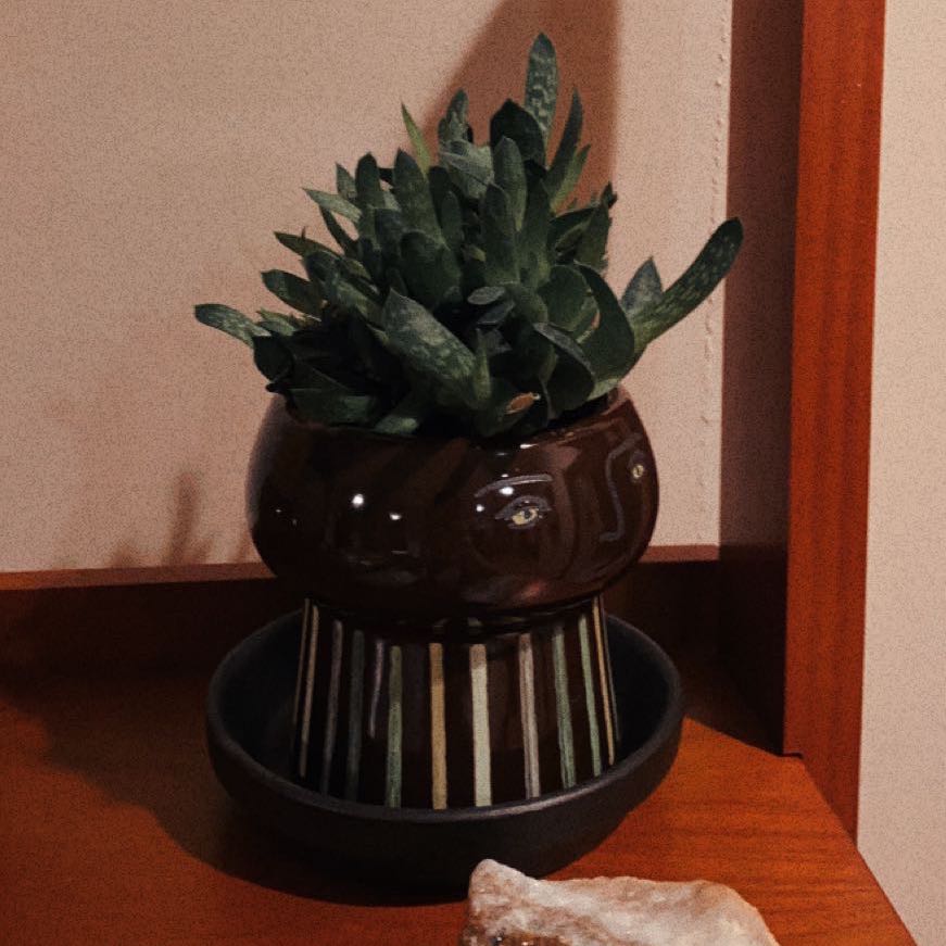Photo of the plant species Dwarf Gasteria by @izzieplants named AHHHHH on Greg, the plant care app