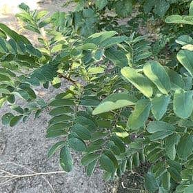 Photo of the plant species False Acacia by @KeyJicaro named Madonna on Greg, the plant care app