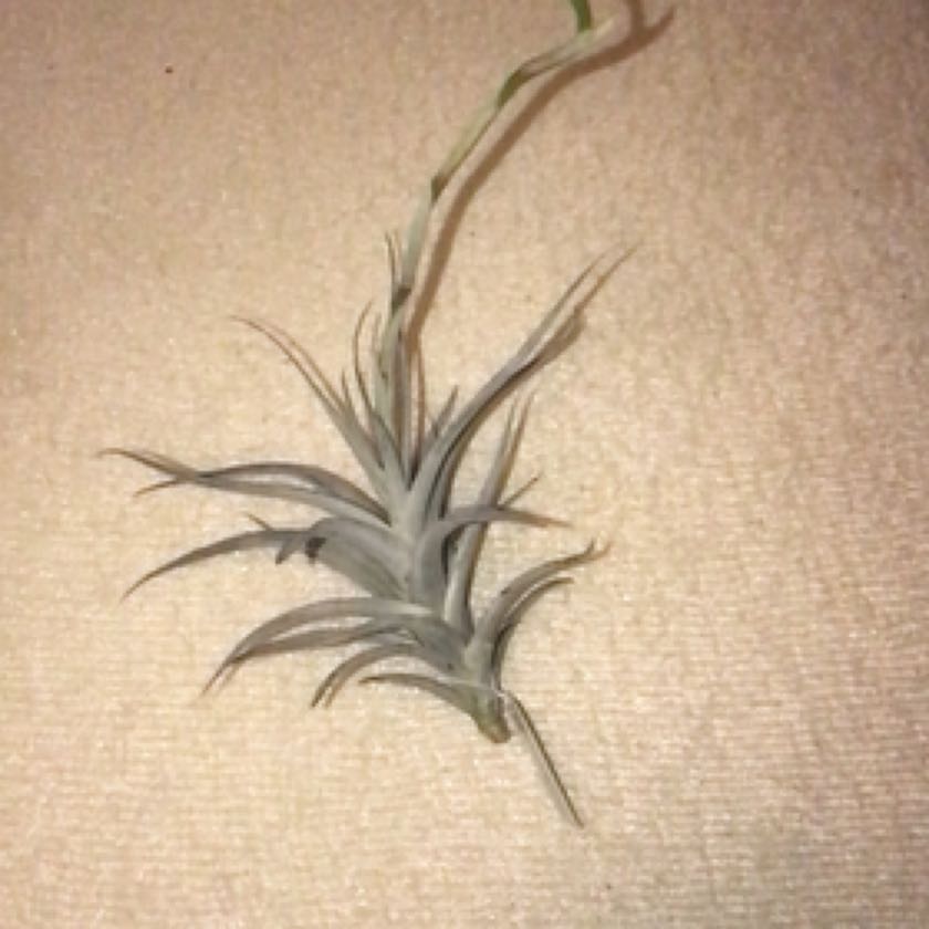 Photo of the plant species Tillandsia albida by @TopCocoplum named Spike on Greg, the plant care app