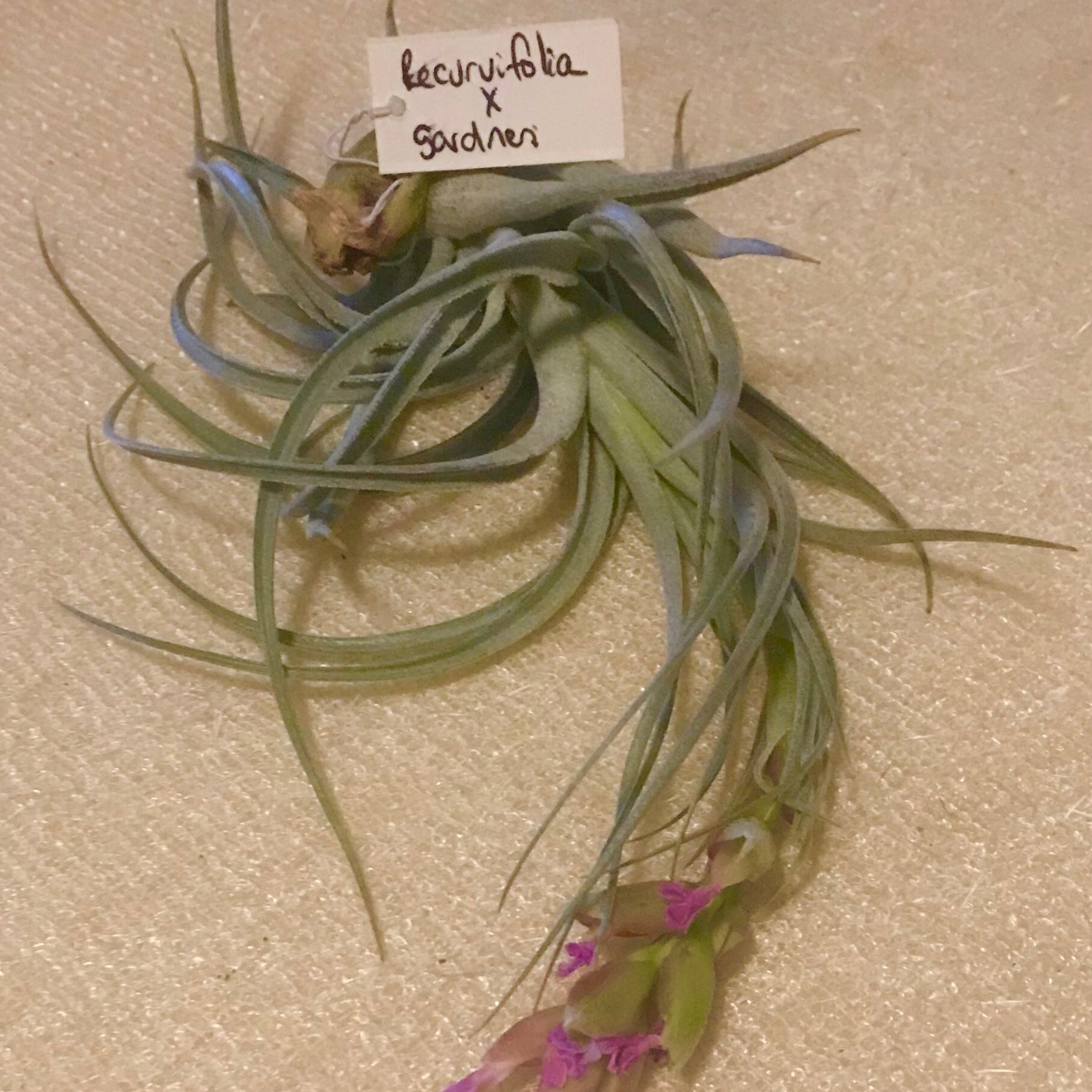 Photo of the plant species Tillandsia recurvifolia by @TopCocoplum named Beauti on Greg, the plant care app