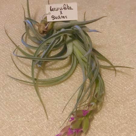 Photo of the plant species Tillandsia recurvifolia by @TopCocoplum named Beauti on Greg, the plant care app