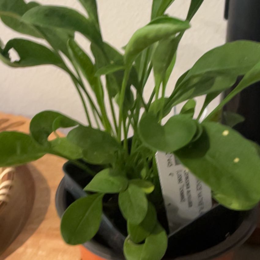Photo of the plant species Lobed Tickseed by @RightlyPandan named Duke on Greg, the plant care app
