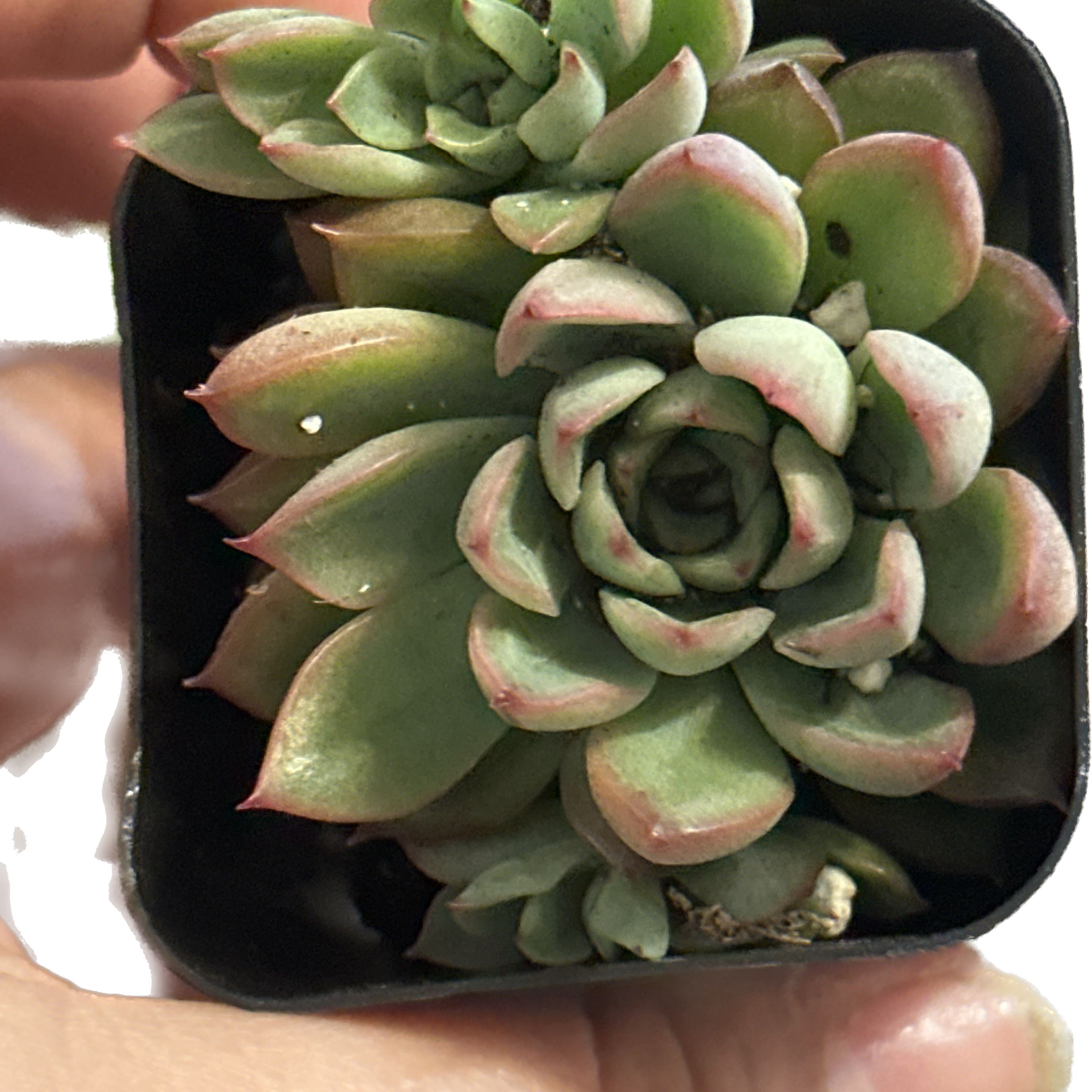 Photo of the plant species Echeveria mebina by @BeamingFirebush named Spike Leaves on Greg, the plant care app