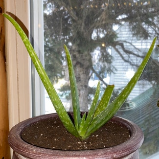 Aloe Vera plant in Norway, Maine