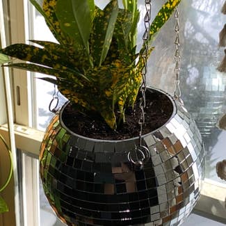 Gold Dust Dracaena plant in Norway, Maine