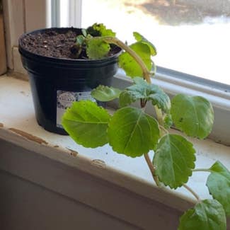 Swedish Ivy plant in Norway, Maine