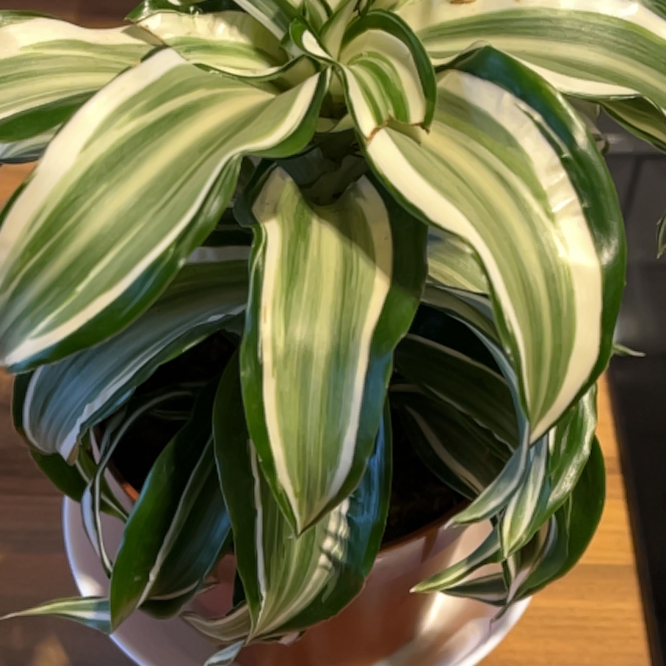 Photo of the plant species Dracaena Kanzi by @KookyLimabean named Sanders on Greg, the plant care app