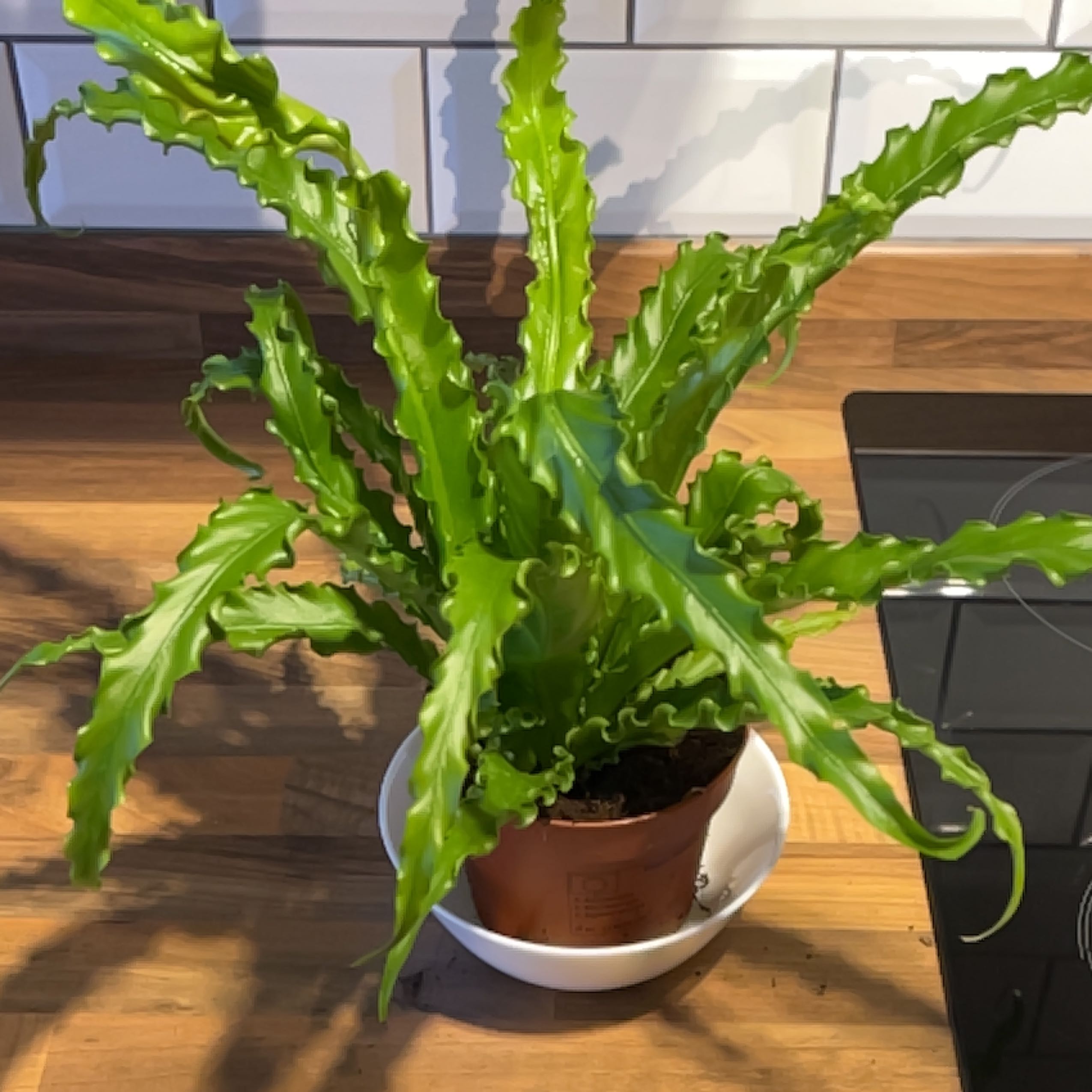 Japanese Bird's Nest Fern in a pot on a wooden surface, healthy green leaves.