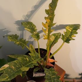 Photo of the plant species Philodendron Ring Of Fire by @GnarlyParsley named Elina on Greg, the plant care app