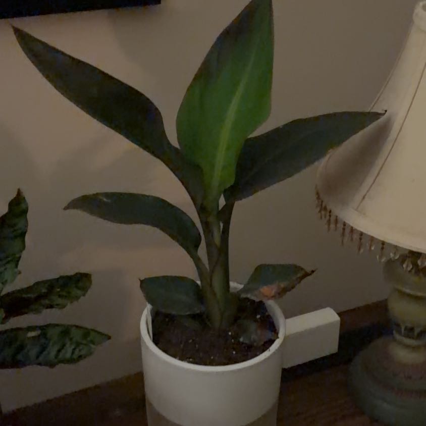 Photo of the plant species Cannova Bronze Peach Canna by @GnarlyParsley named Winston on Greg, the plant care app