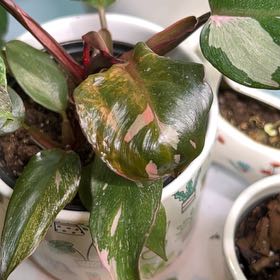 Photo of the plant species Marble Pink Princess Philodronden by @Succulentlove34 named Princess P on Greg, the plant care app