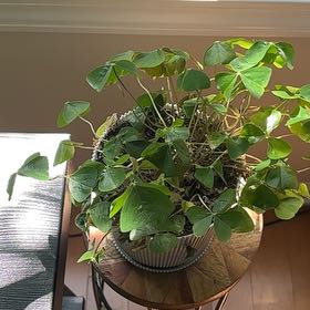 Photo of the plant species Pink Woodsorrel by @ExecSeagrape named Shamrock on Greg, the plant care app