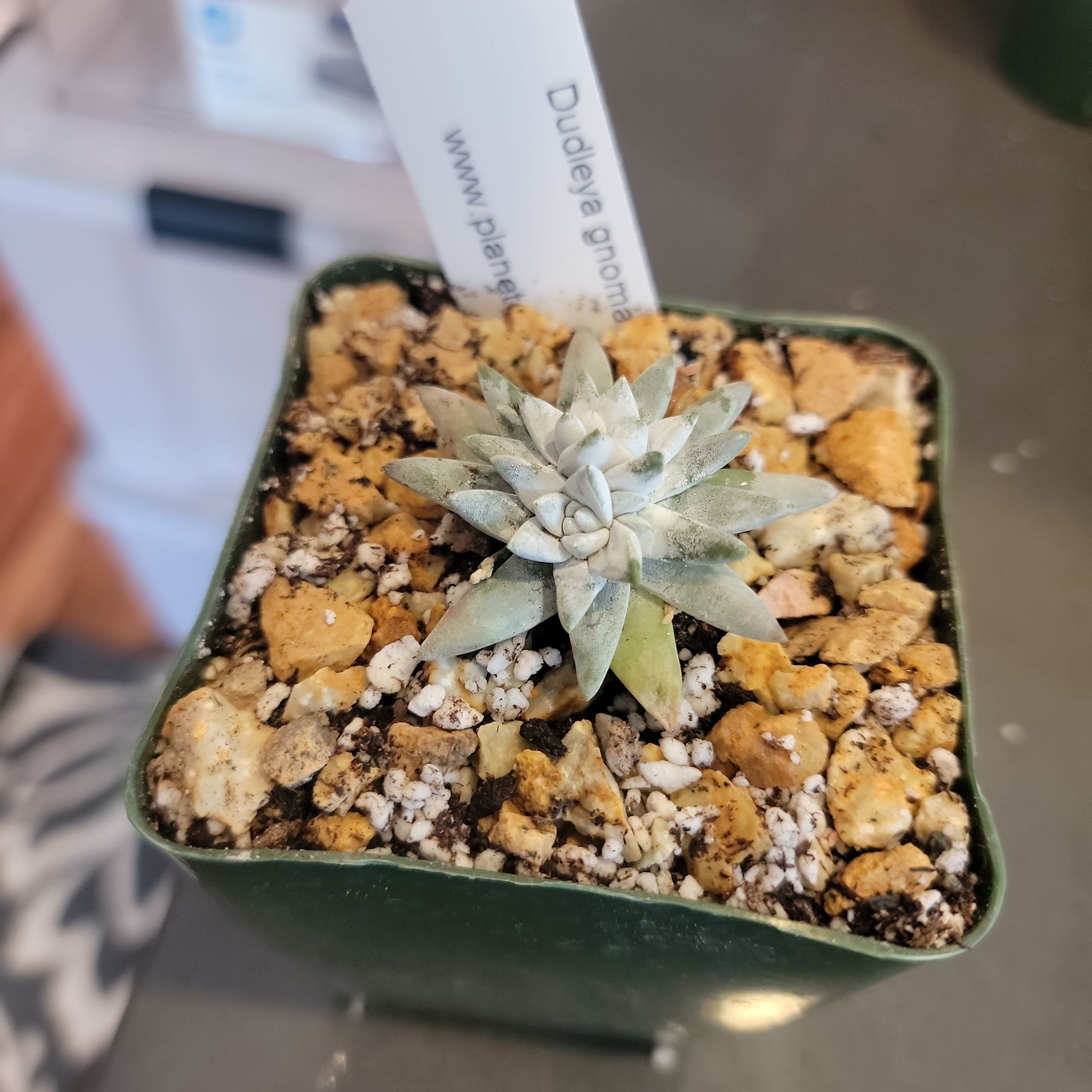 Photo of the plant species Munchkin Liveforever by @IndividualIvy named Foxxy on Greg, the plant care app
