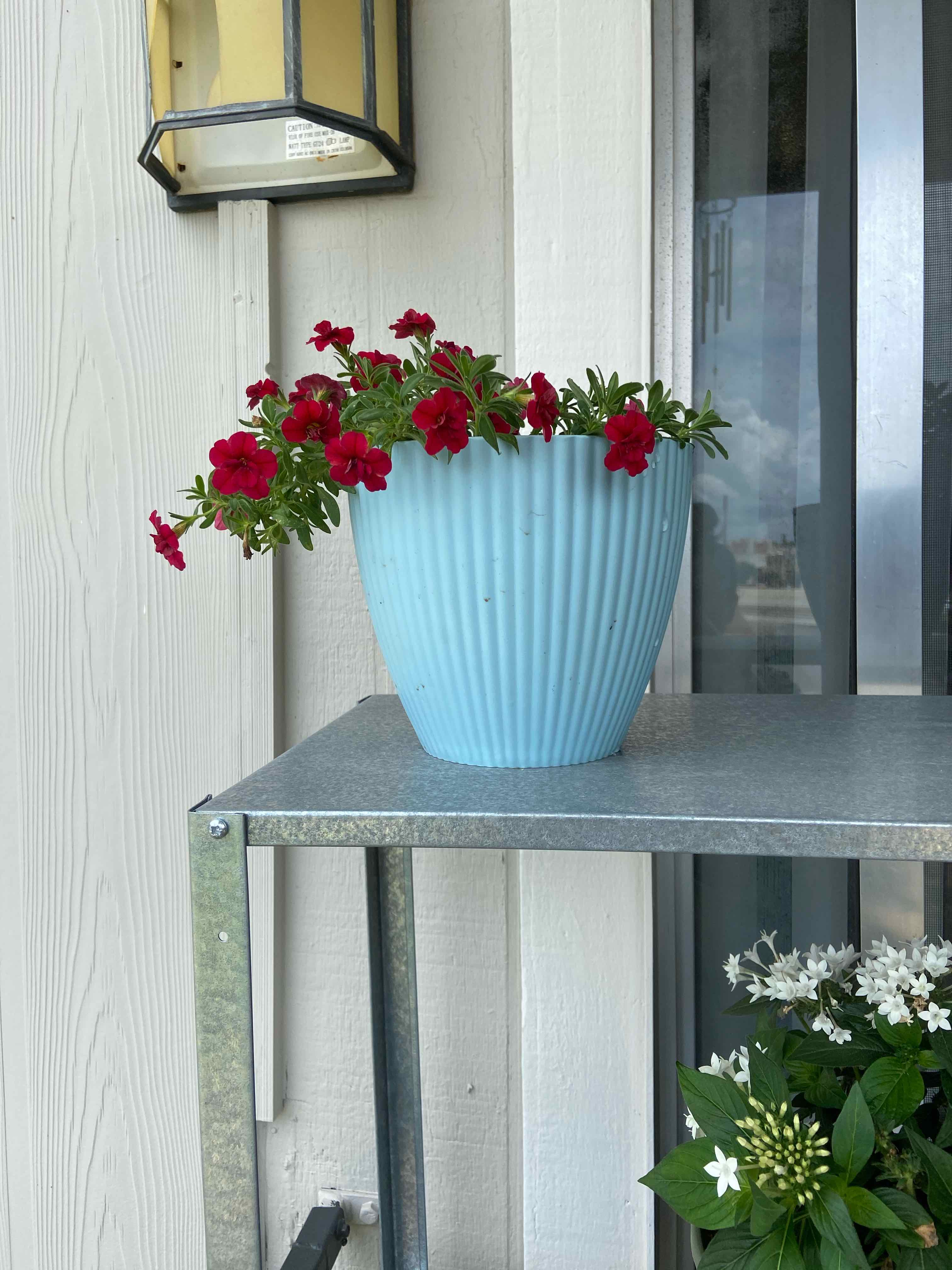Million Bells plant with red flowers in a blue pot on a metal shelf.