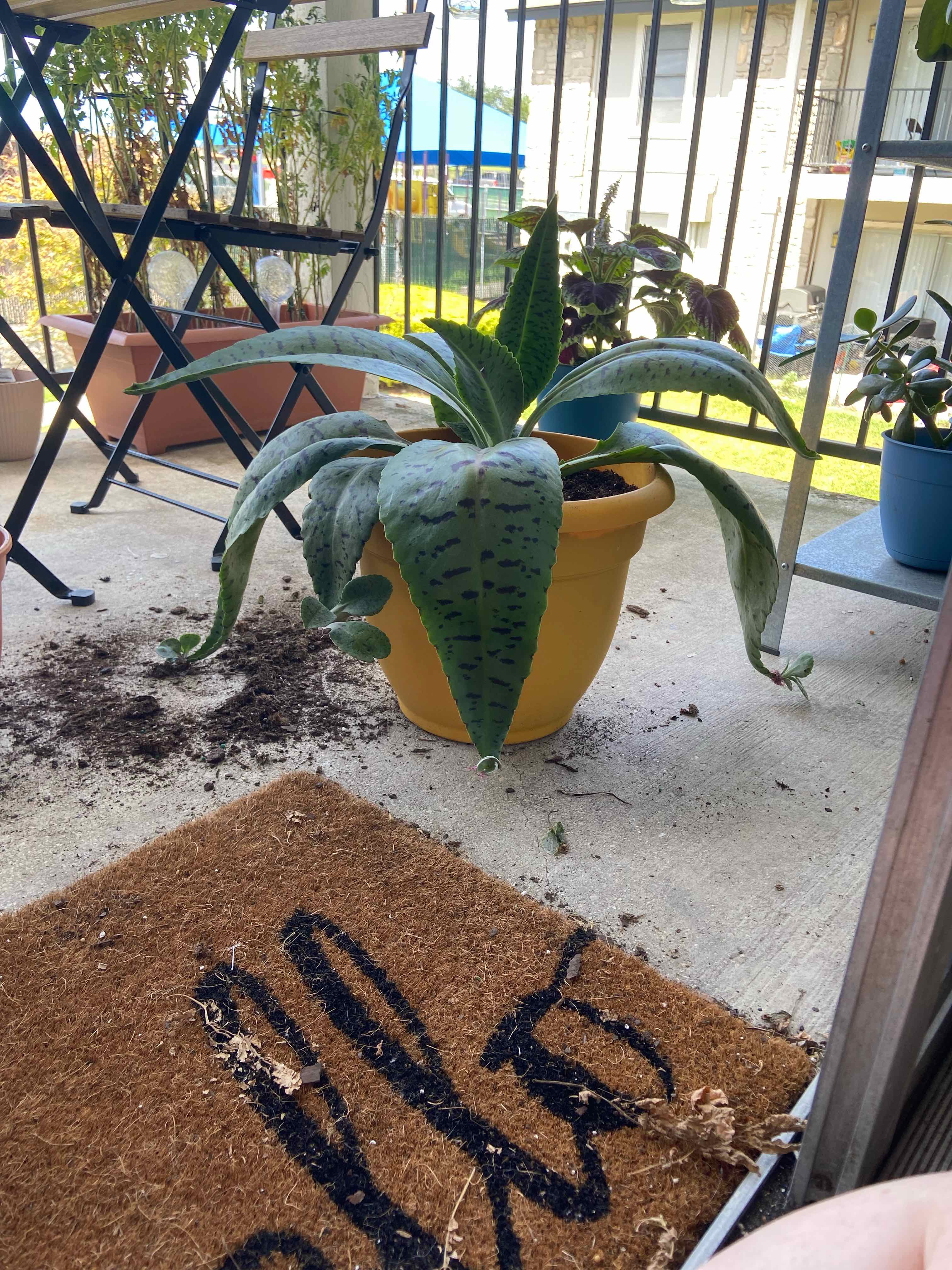Potted Donkey Ears plant on a balcony with large, spotted leaves and scattered soil.