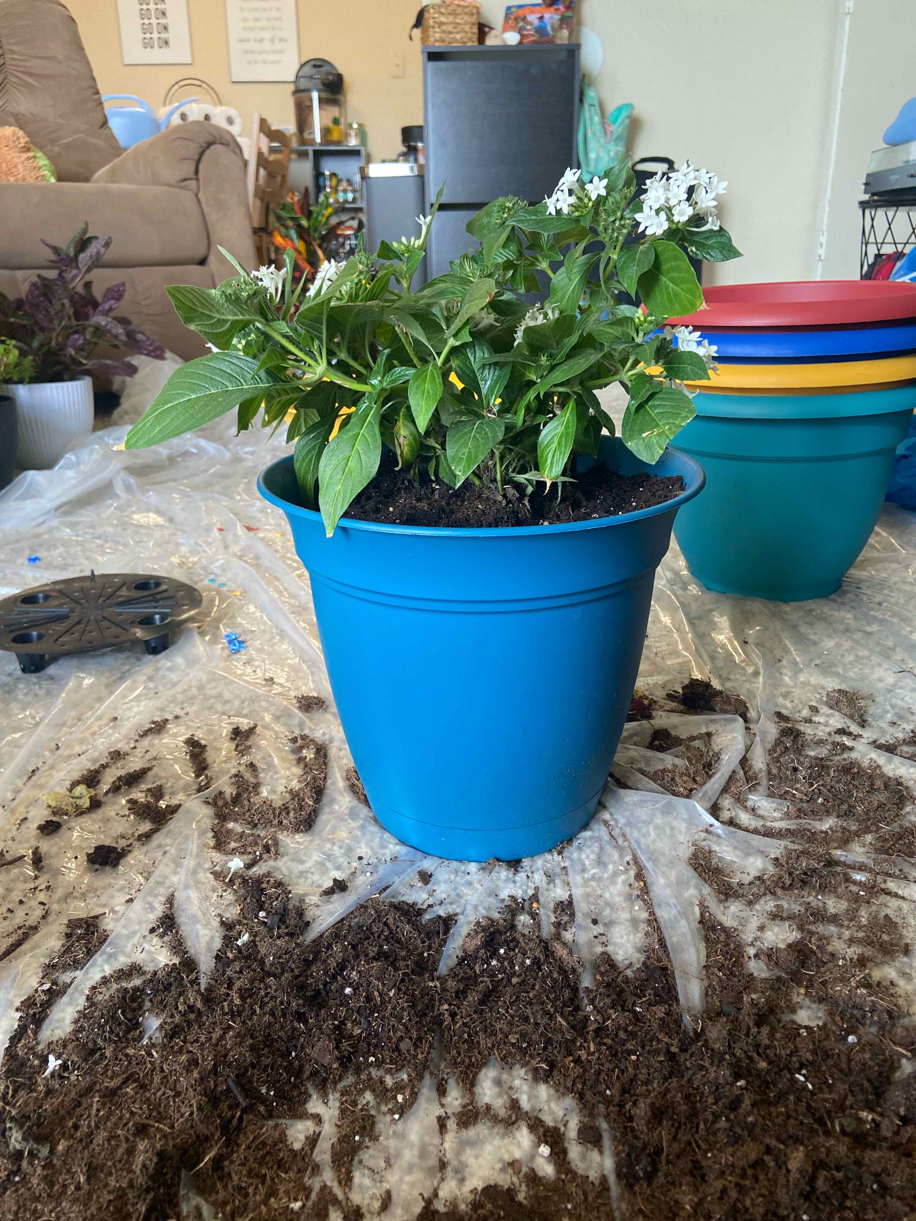 Potted Egyptian Starcluster plant with white flowers in a blue pot, soil visible.