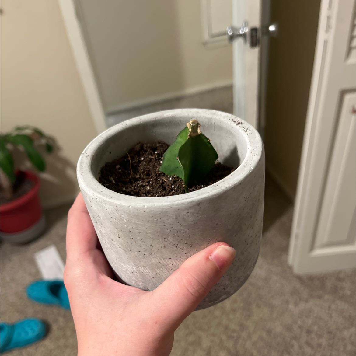 A young dragonfruit plant cutting in a pot held by a hand.