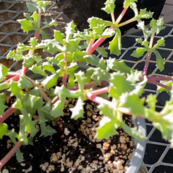 Photo of the plant species Deltoid-Leaved Dew Plant by @KindheartedMira named Emerson on Greg, the plant care app